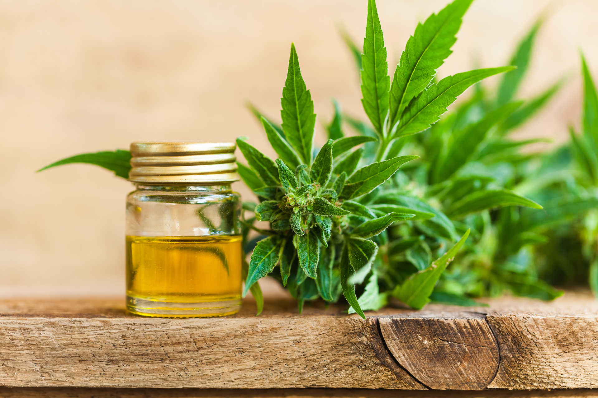 Kicking off a CBD Business Online? Read Up to Start Right!