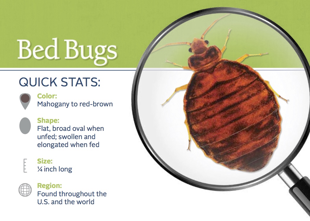 How Do You Get Bed Bugs in Your House?