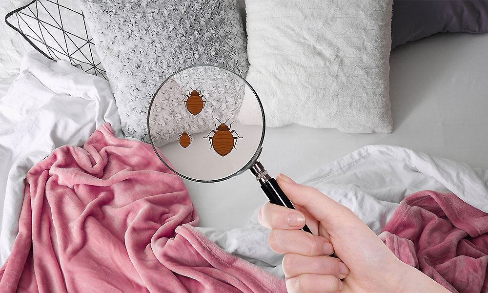 What to Look for if You Have Bed Bugs: 7 Early Signs