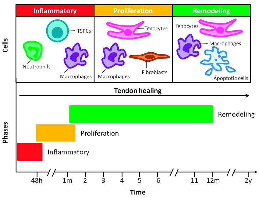 What Is Tendon Healing?