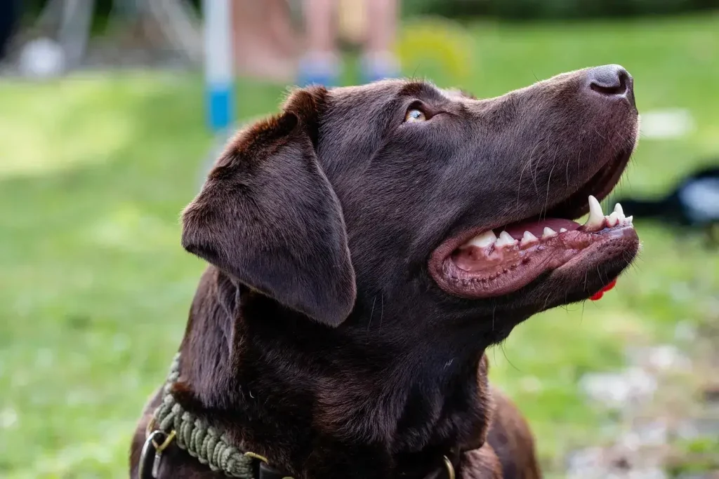 LABRADOR