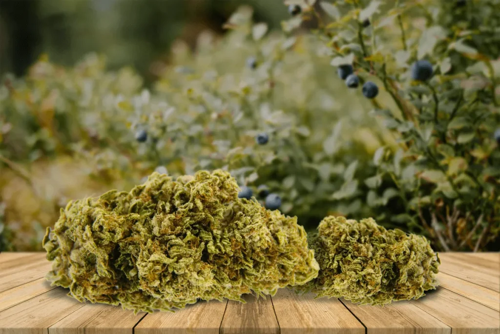 A Simple Guide to Sour Tsunami CBD Strain