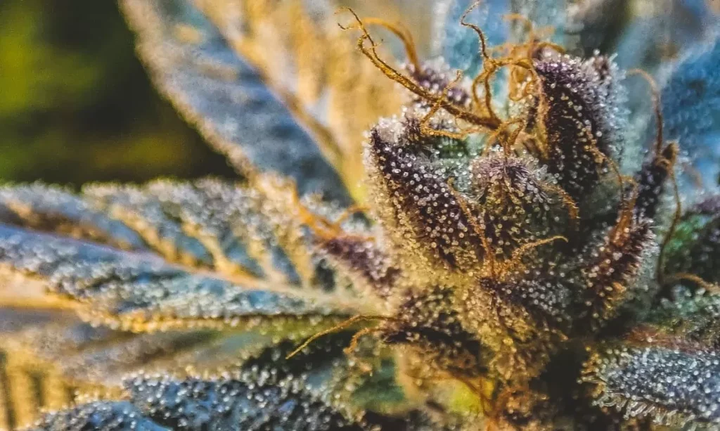 Potential Benefits of Using THCA Flower in Wellness Routine - Dream Team Promos