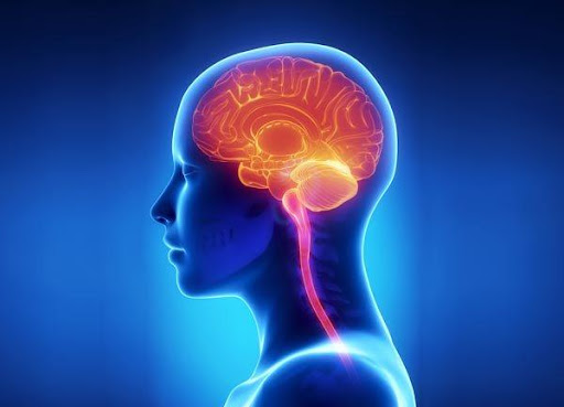 Mushroom keeps your brain healthy