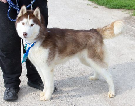How Moscato’s Foster Family Mourns Her Death After She Was Euthanized By Mistake At Phoenix Shelter