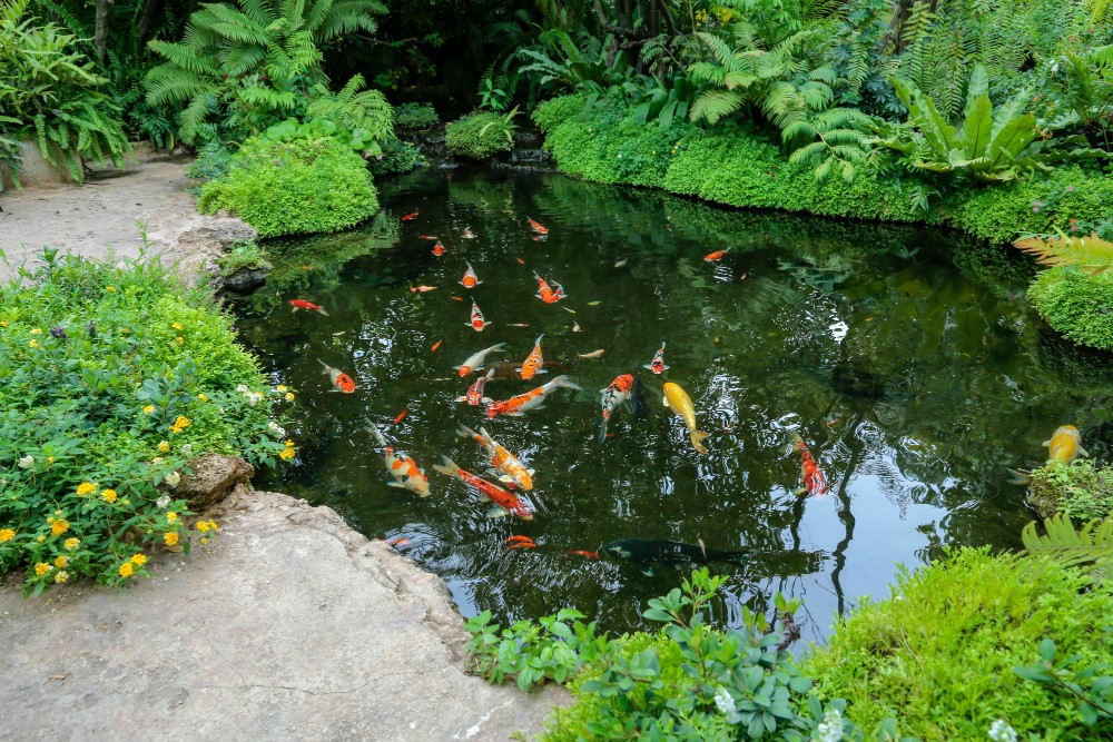 How to Add Japanese Elements to Your Koi Pond Design
