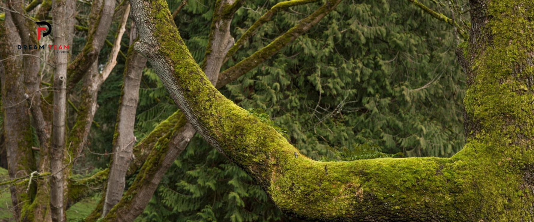 Tips for Negotiating Emergency Tree Removal Cost