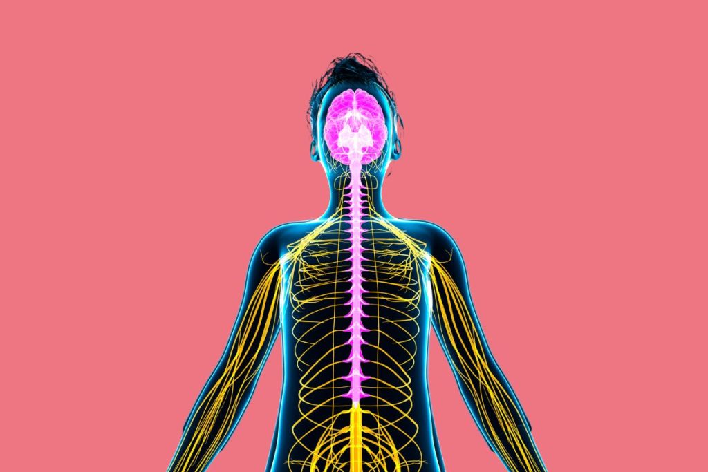 How Multiple Sclerosis Affects the Nervous System
