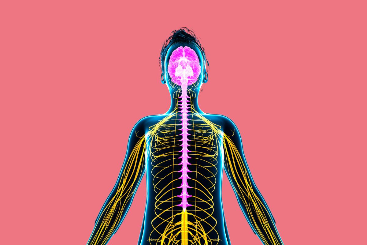 How Multiple Sclerosis Affects the Nervous System
